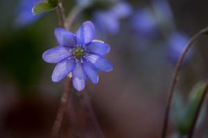 Liverwort, detail Liverwort, detail